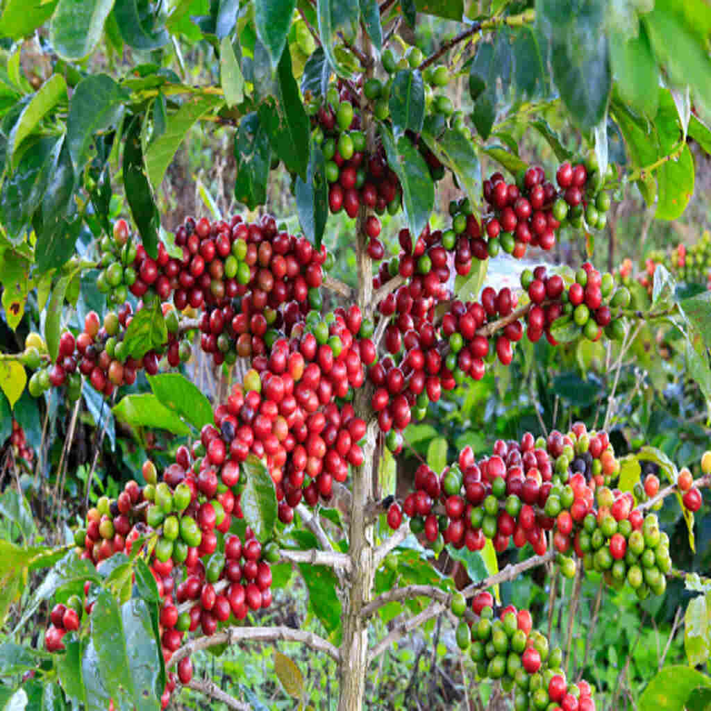 Sidamo coffee cherries